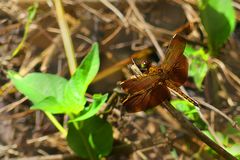 Fluctuans Weibchen