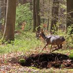 flüchtend