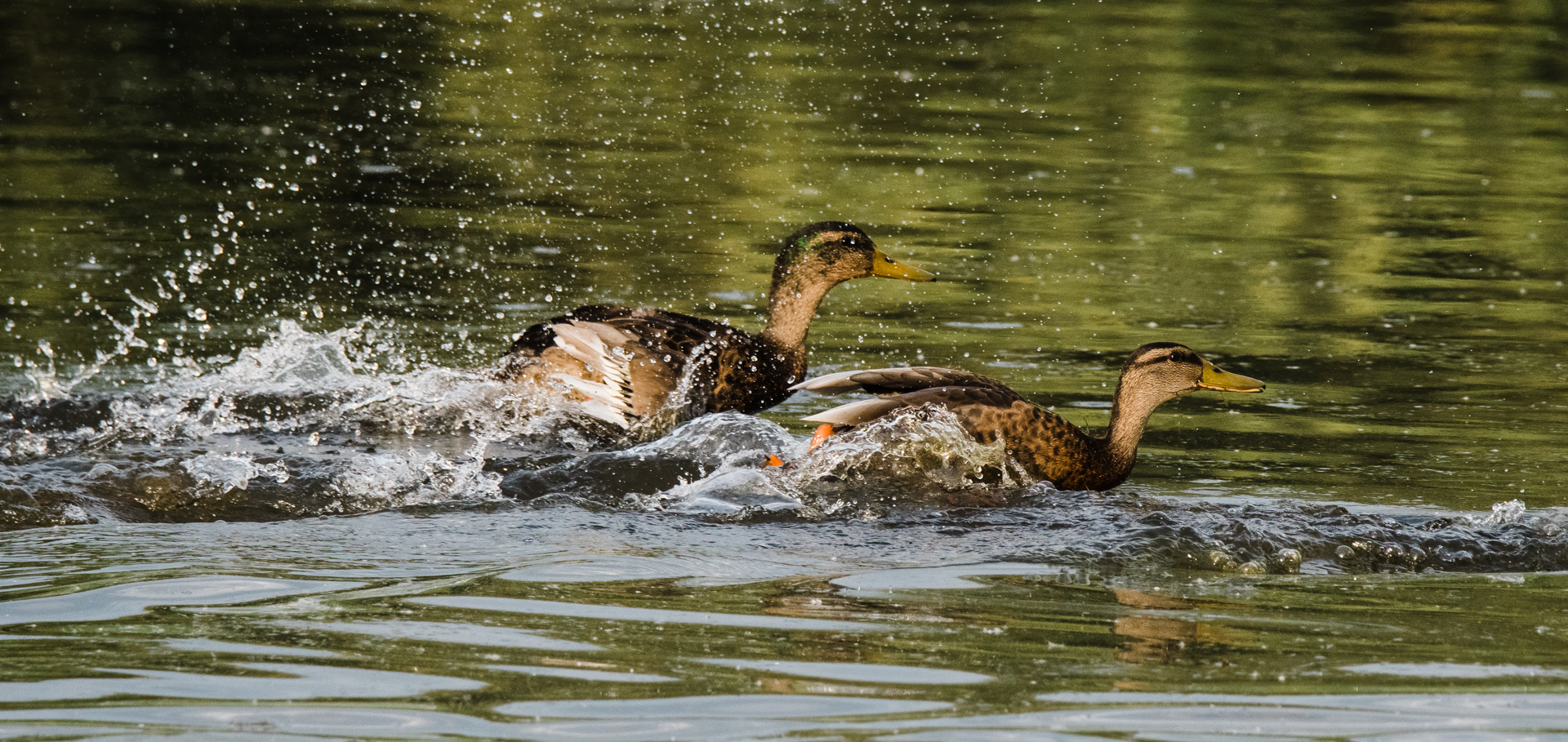 flüchtende Enten Tongruben Bensheim 1 2021