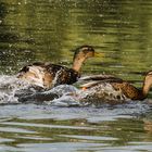 flüchtende Enten Tongruben Bensheim 1 2021