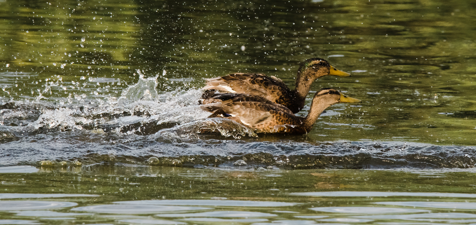 flüchtende Enten Tongruben Bensheim 2 2021