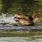 flüchtende Enten Tongruben Bensheim 2 2021