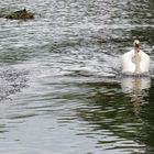 Flüchtende Gans zufriedener Schwan....