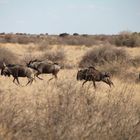 Flüchtende Gnus in der Kalahariwüste