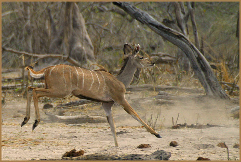 flüchtende Kudu-Dame