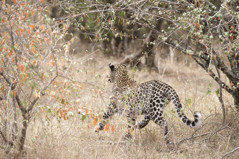 flüchtende Leopardin