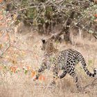 flüchtende Leopardin