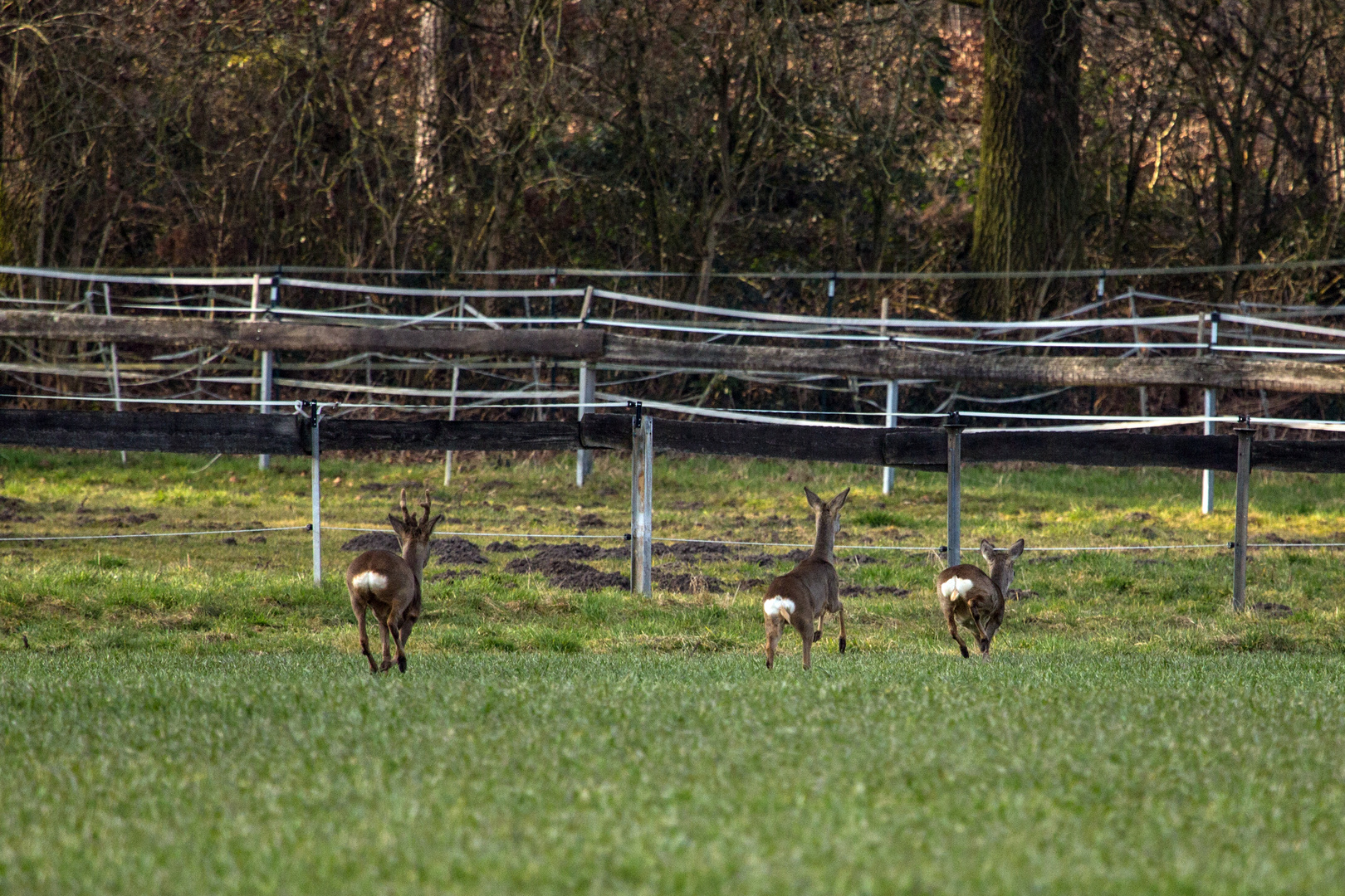 Flüchtende Rehe auf der Wiese