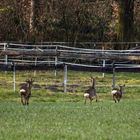 Flüchtende Rehe auf der Wiese