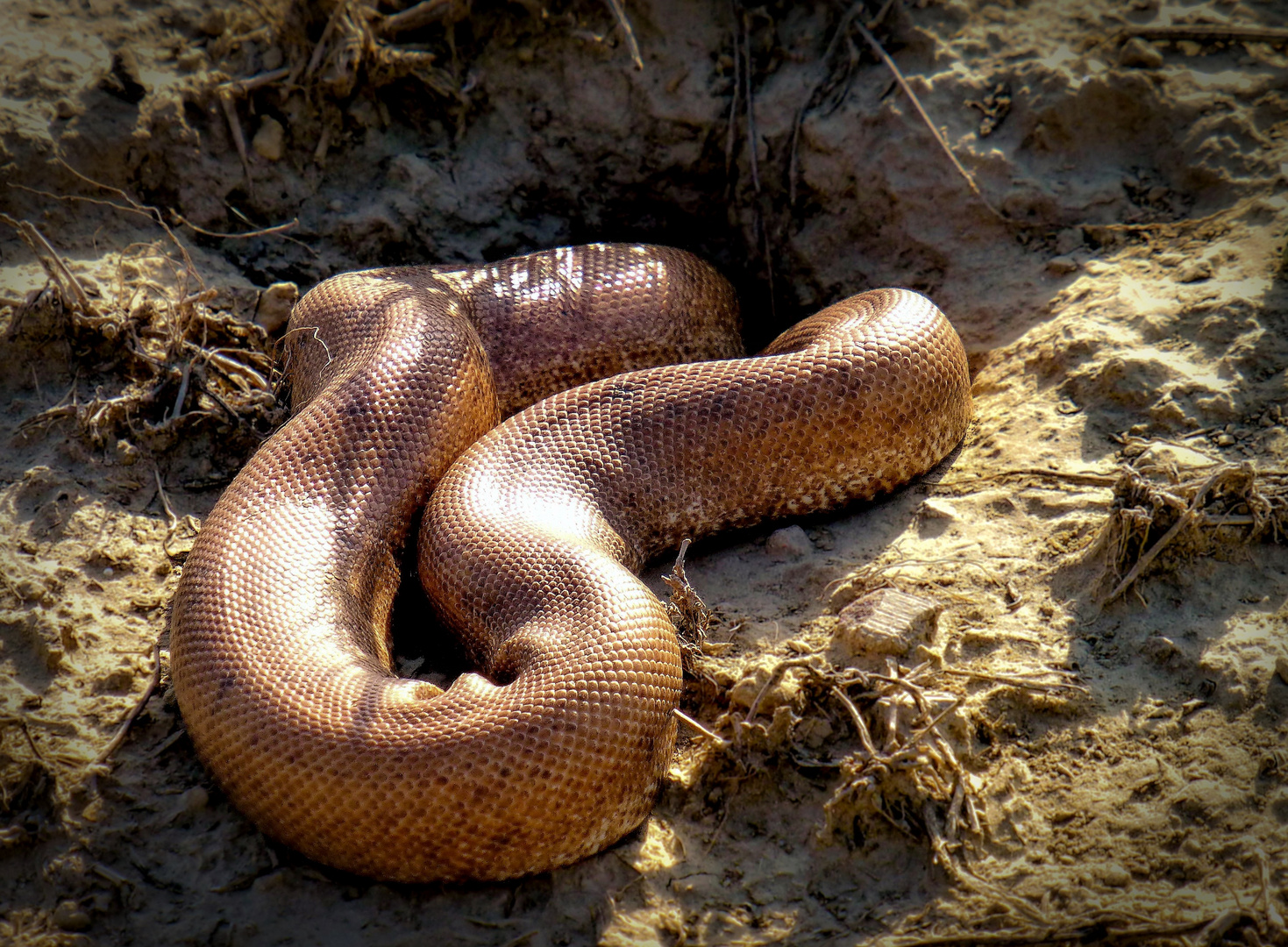 Flüchtende Sandboa