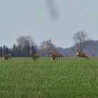 flüchtendes Rehwild