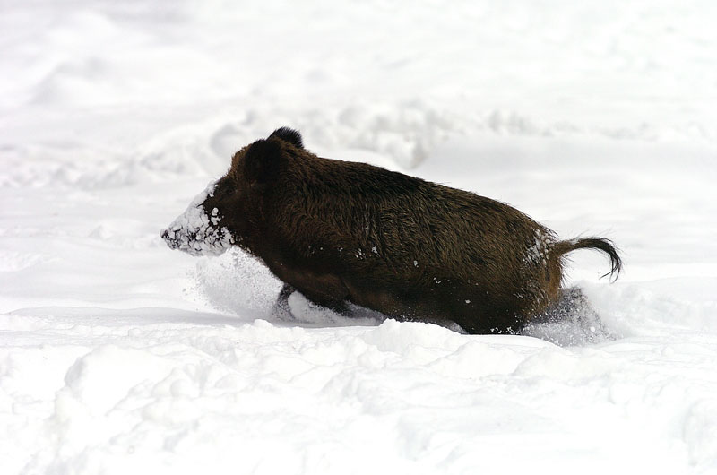 Flüchtendes Wildschwein