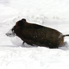 Flüchtendes Wildschwein