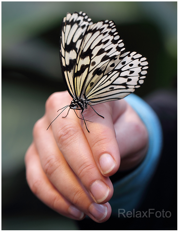 "Flüchtige Begegnung" - Frauenhand mit Schmetterling