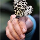 "Flüchtige Begegnung" - Frauenhand mit Schmetterling