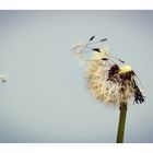 flüchtige Pusteblume