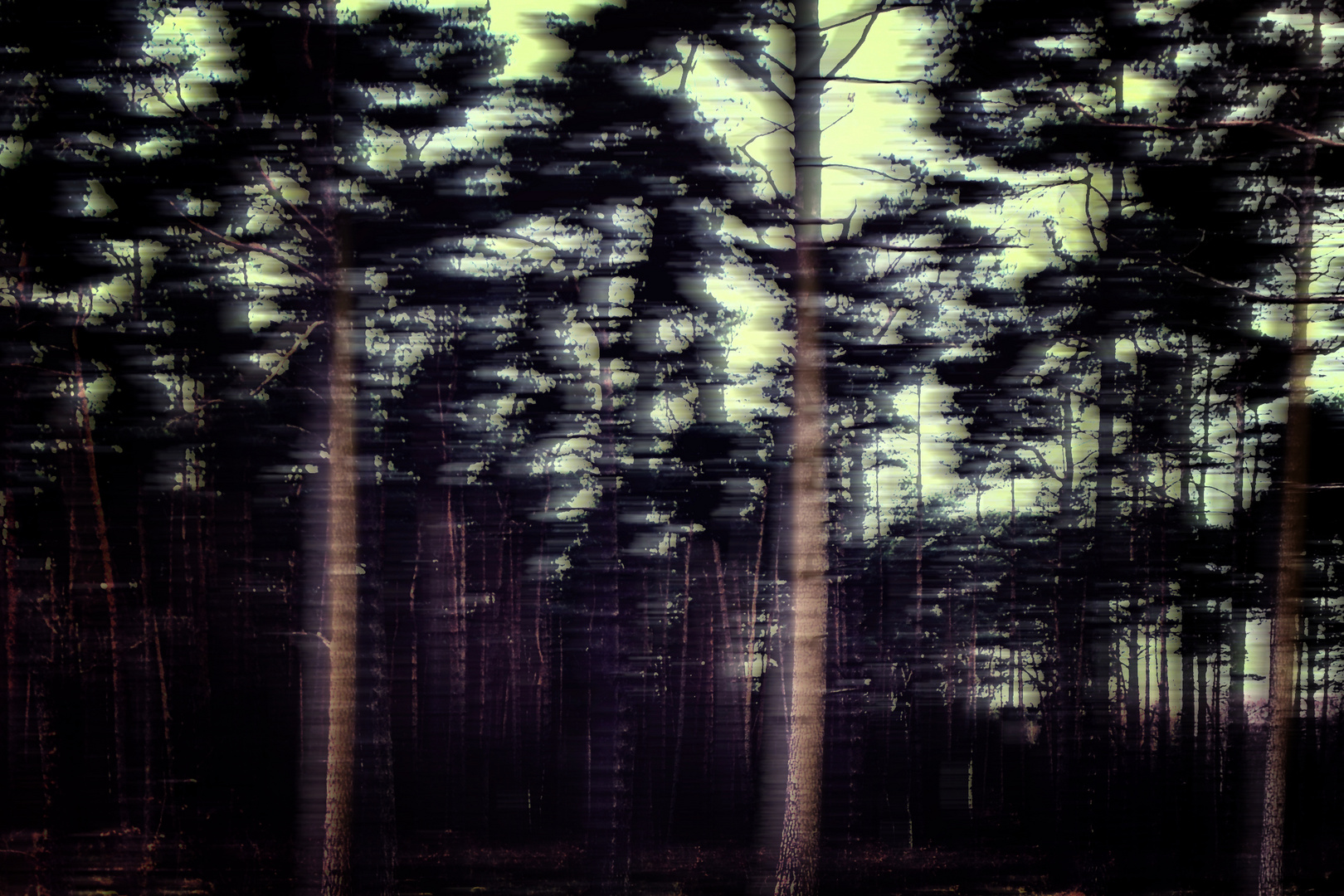 Flüchtige Wälder
