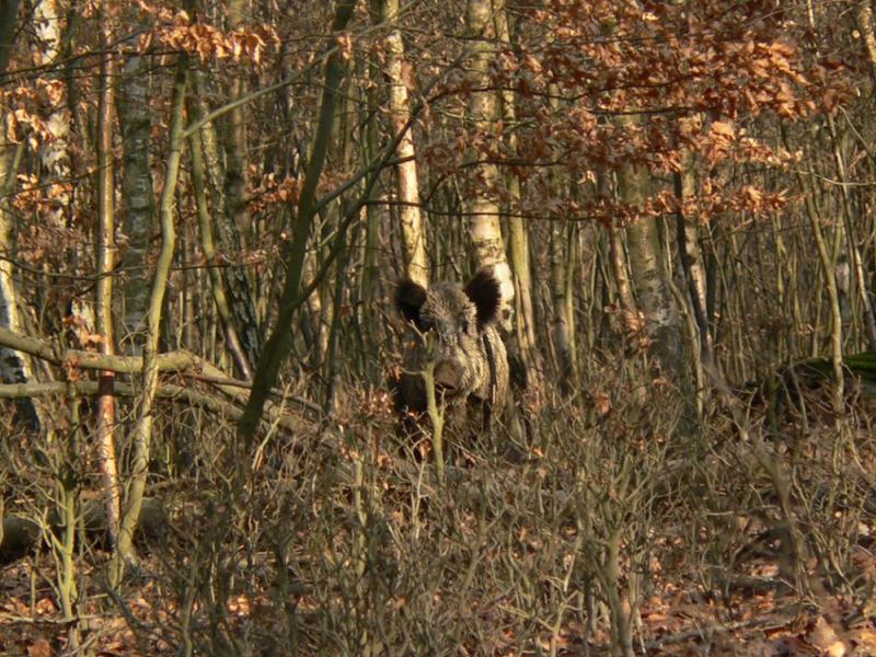 flüchtige Wildschwein-Begegnung