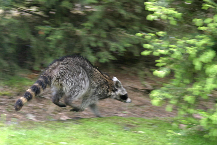 flüchtiger Waschbär