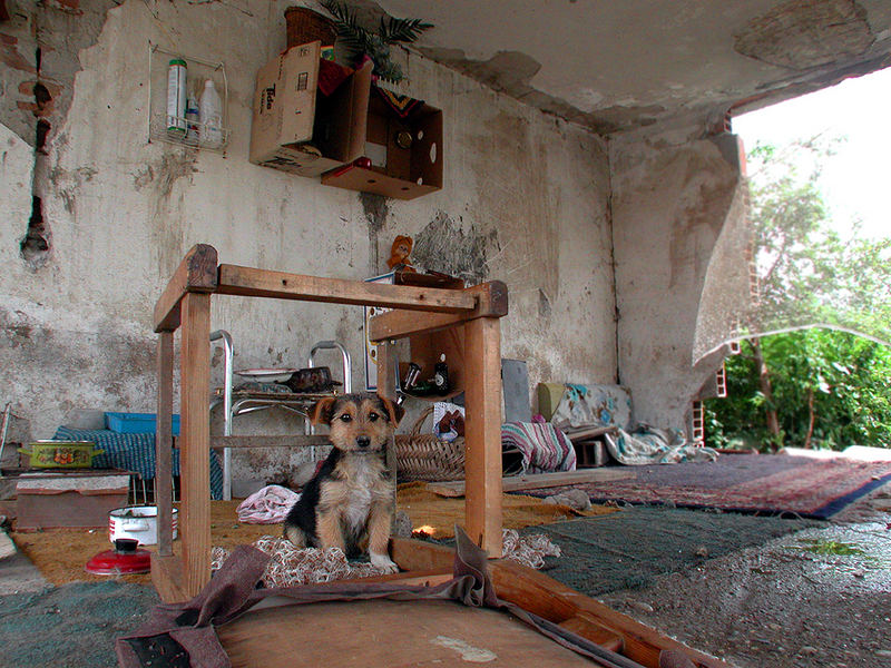 Flüchtlingshund, Bosnien