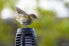 Flügel aufwärmen