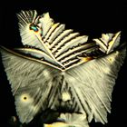 Flügel   (aus 2 Bildern)