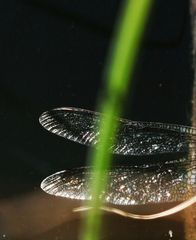 Flügel der grünen Libelle