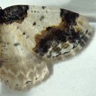Flügel des Pfaffenhütchen-Harlekins (Ligdia adustata)