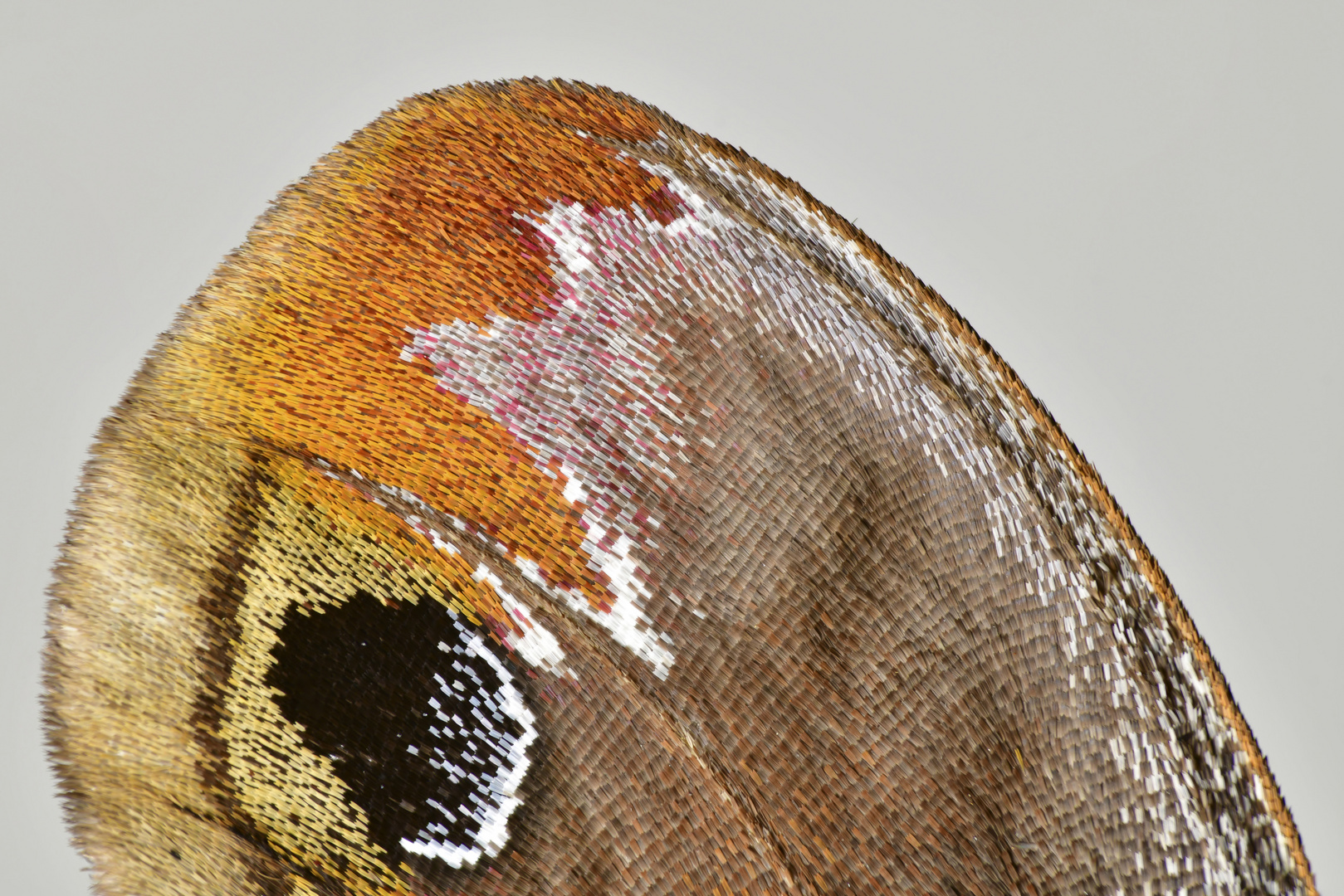 Flügel Detail Epiphora mythimnia 