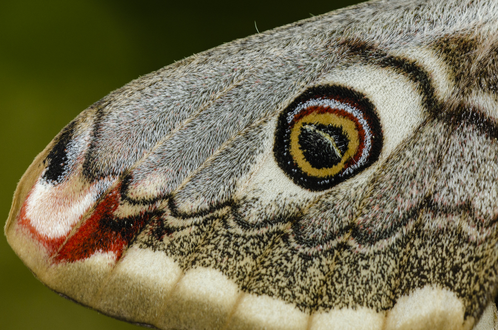 Flügel-Detail vom Kleinen Nachtpfauenauge (Saturnia pavonia)