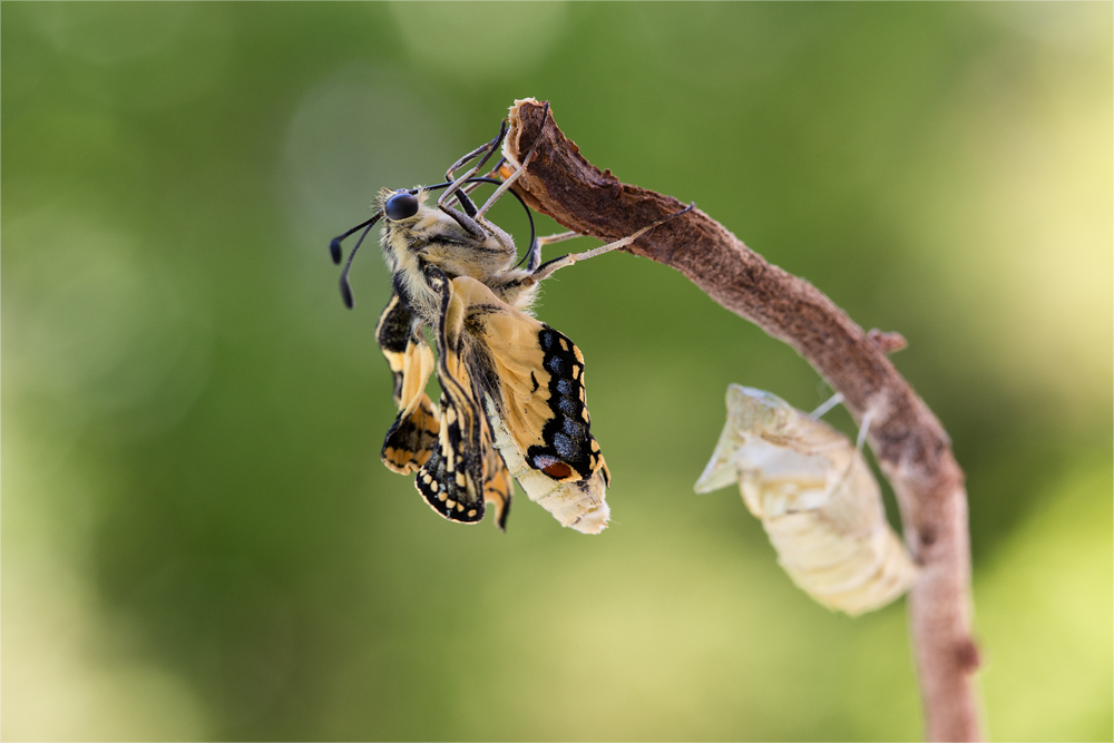 Flügel, die nicht fliegen wollen