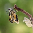 Flügel, die nicht fliegen wollen