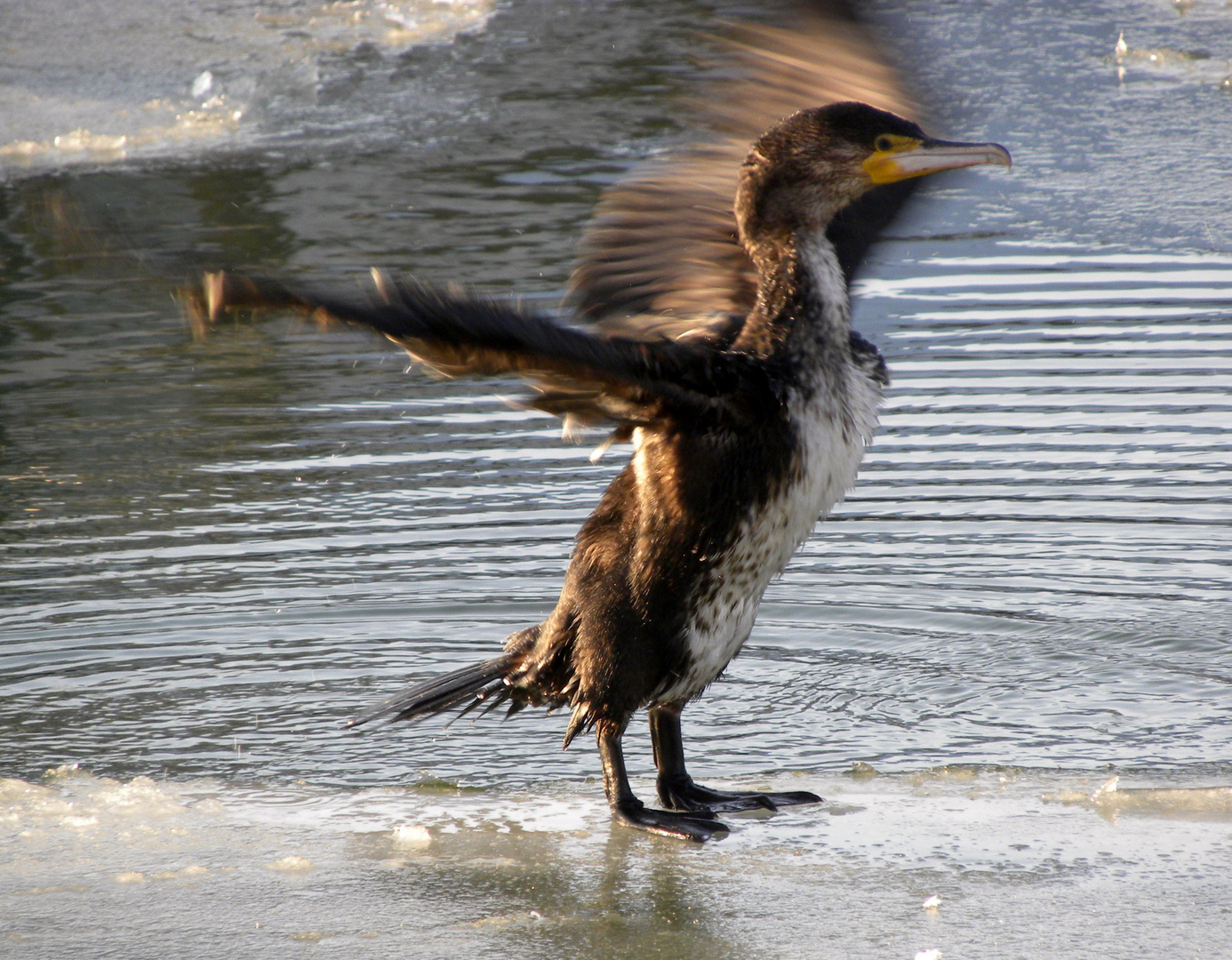 Flügel im Wind