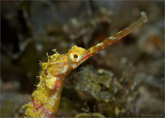 Flügel-Seenadel (3) 