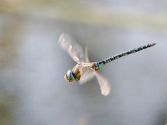 Flügel-Spiel   Herbst-Mosaikjungfer