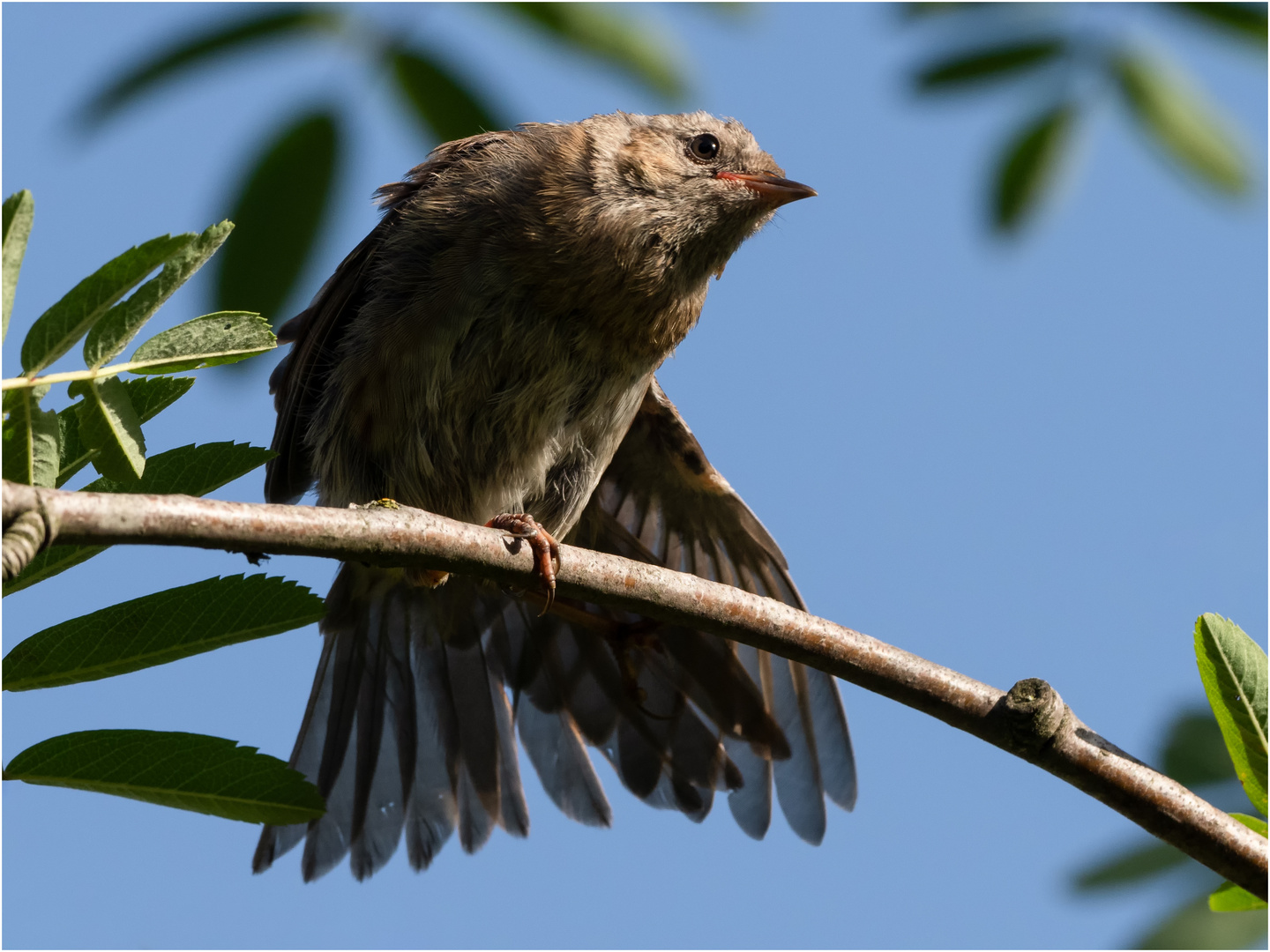 Flügel-Stretching  .....