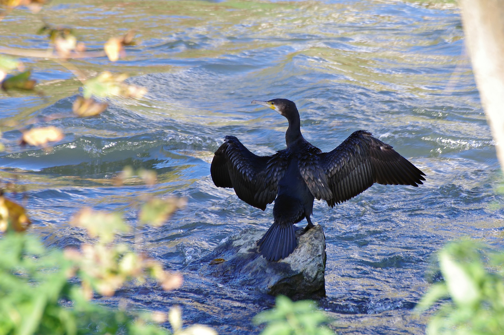 Flügel trocknen - ein Kormoran