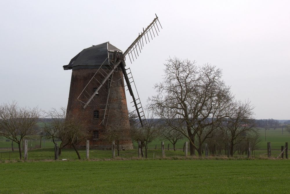 flügelarm in Kuhfelde