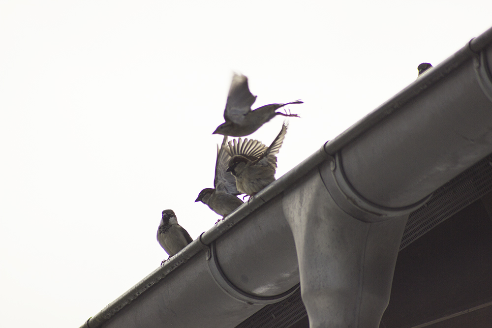 Flügelkunde Spatz