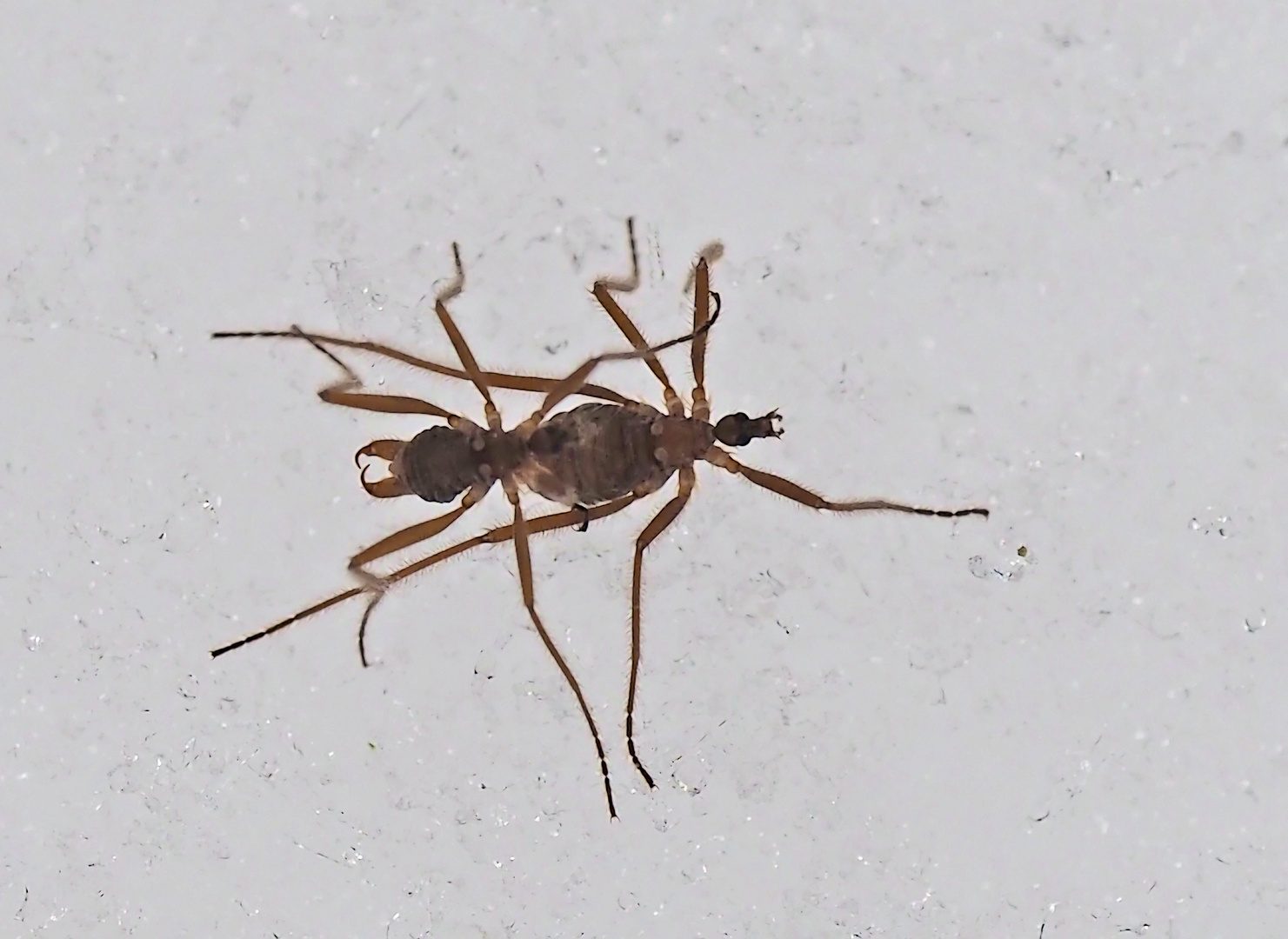 Flügellose Schneemücken (Chionea araneoides oder lutescens) - Un insecte qui vit dans la neige! 