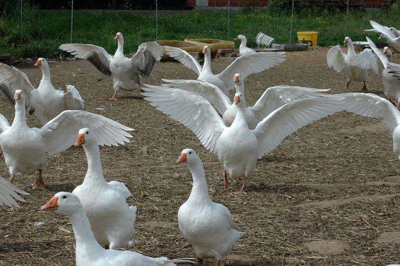 Flügelparade