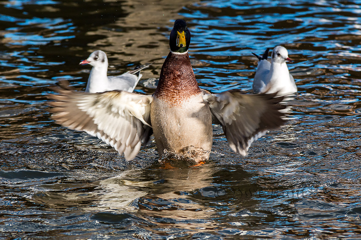 Flügelschlag