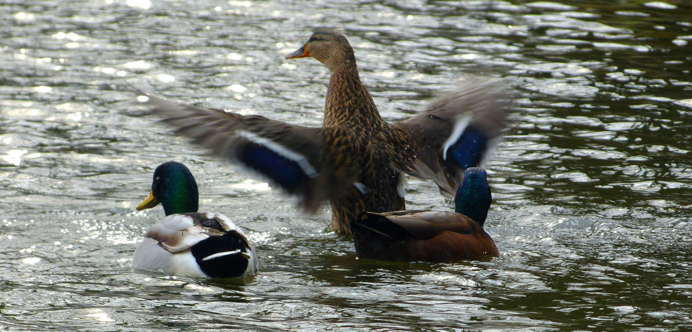 Flügelschlag