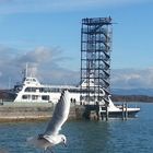 Flügelschlag am Bodensee