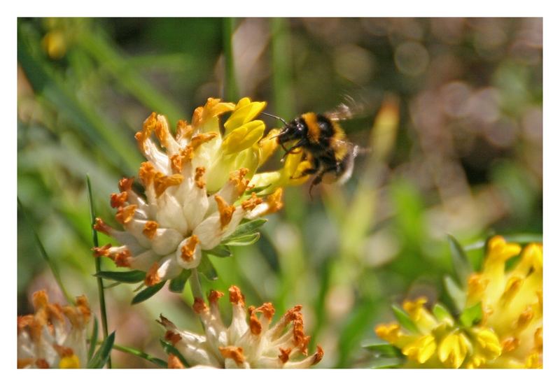 Flügelschlag der Hummel - reloaded