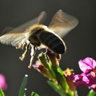 Flügelschlag im Gegenlicht