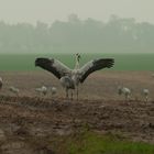 Flügelschlag im Nebeldunst