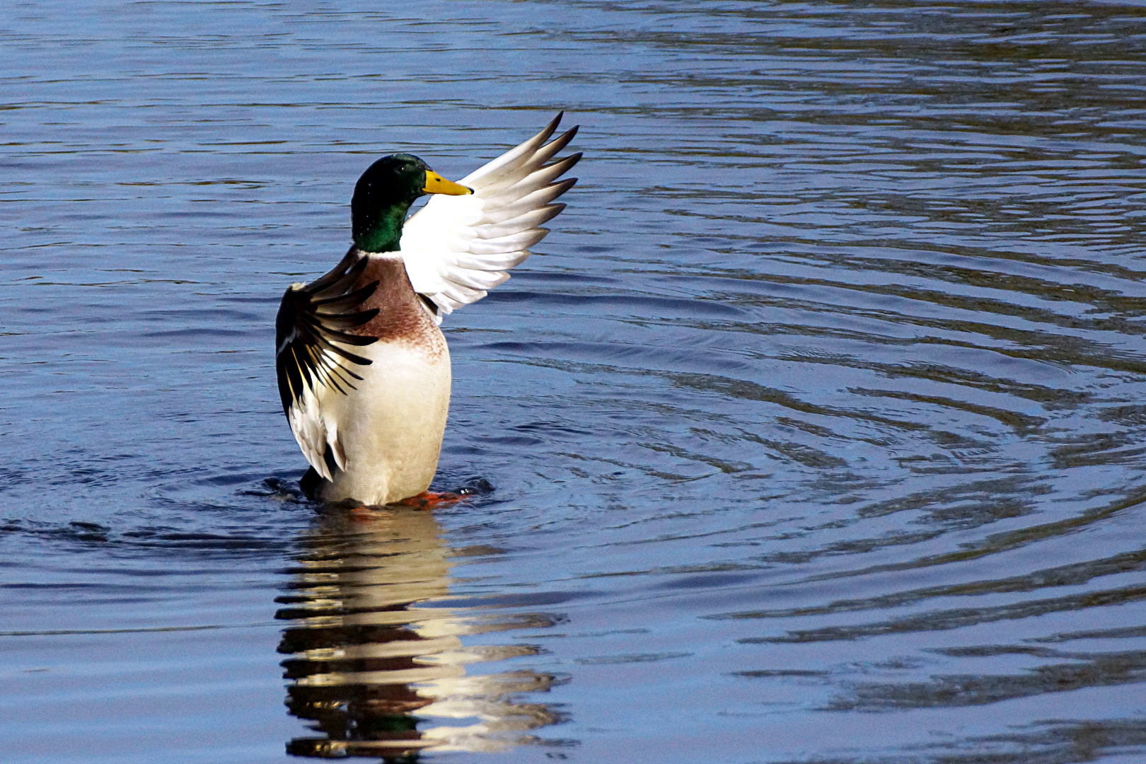 Flügelschlag im Wasser