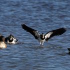 Flügelschlagender Kiebitz - vanellus vanellus