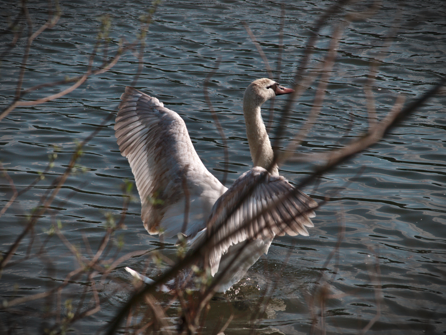 Flügelschlagender Schwan